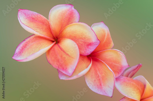 Beautiful frangipani flowers on a blurred background