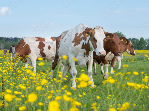 red and white spotted cows and buttercups in dutch summer meadow near utrecht and amersfoort in holland