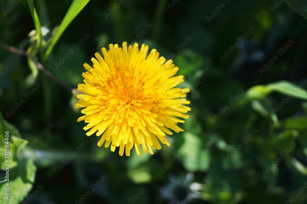 Flower of Urospermum dalechampii, family Asteraceae Flower of Urospermum dalechampii, family Asteraceae