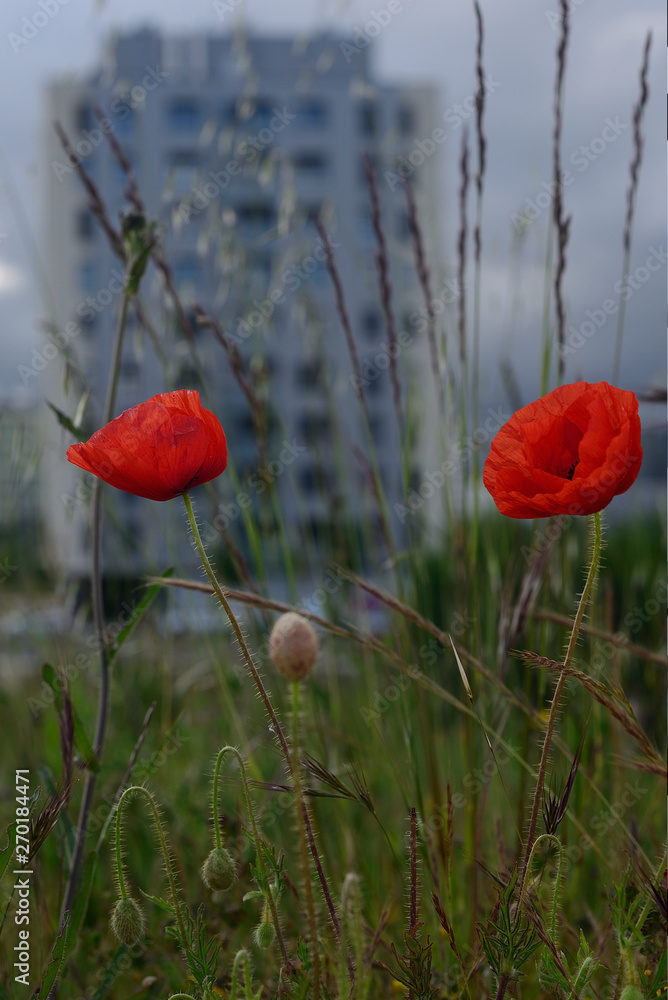 Fototapeta premium wild poppies in gardens of the neighborhood of Salburua, Vitoria-Gasteiz; Basque Country (Spain)