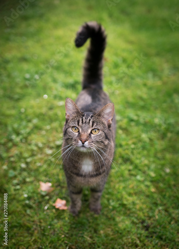 high angle front view of a tabby domestic shorthair cat standing on the lawn looking up