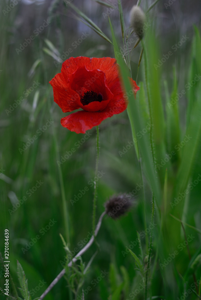 wild poppies in gardens of the neighborhood of Salburua, Vitoria-Gasteiz; Basque Country (Spain) wild poppies in gardens of the neighborhood of Salburua, Vitoria-Gasteiz; Basque Country (Spain)