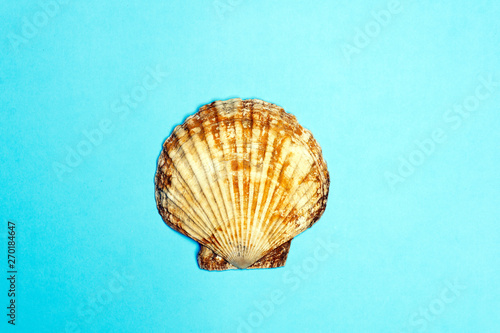 Ocean shell (seashell) isolated on colored background. Shell texture, minimal concept