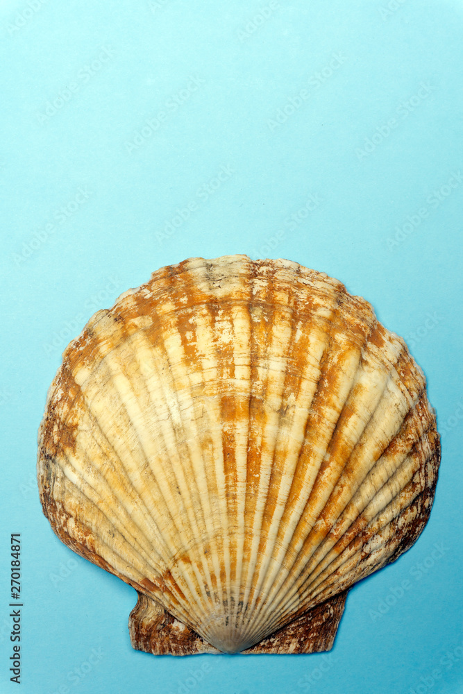 Obraz premium Ocean shell (seashell) isolated on colored background. Shell texture, minimal concept