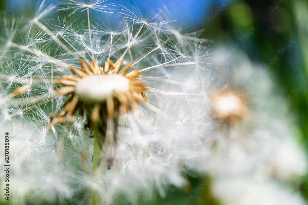 Fototapeta premium Dandelion flower with seeds close up on colorful bokeh background. Macro photo of summer nature scene