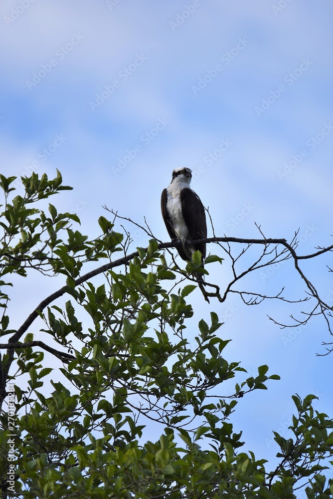 A osprey perched on tree Burnaby lake BC Canada A osprey perched on tree Burnaby lake BC Canada