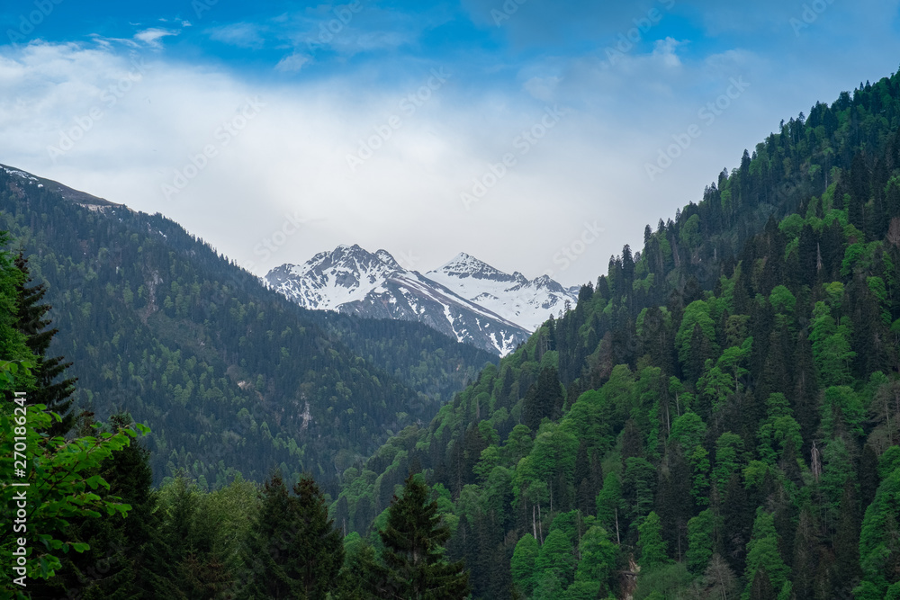 Obraz premium tree and snowy mountain peak panaromaic view