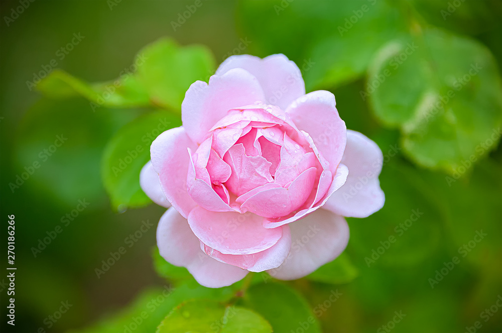 Pink Rose. Beautiful pink rose with morning dew on the petals taken with shallow depth of field. Pink Rose. Beautiful pink rose with morning dew on the petals taken with shallow depth of field.