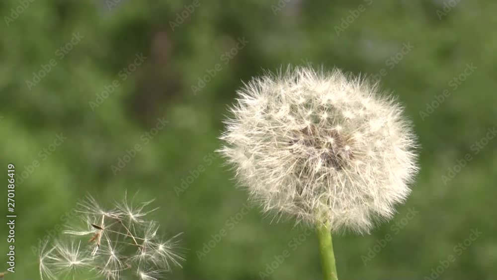 Dandelion. Dandelion seeds are blown away by the wind from the stem. Dandelion. Dandelion seeds are blown away by the wind from the stem.