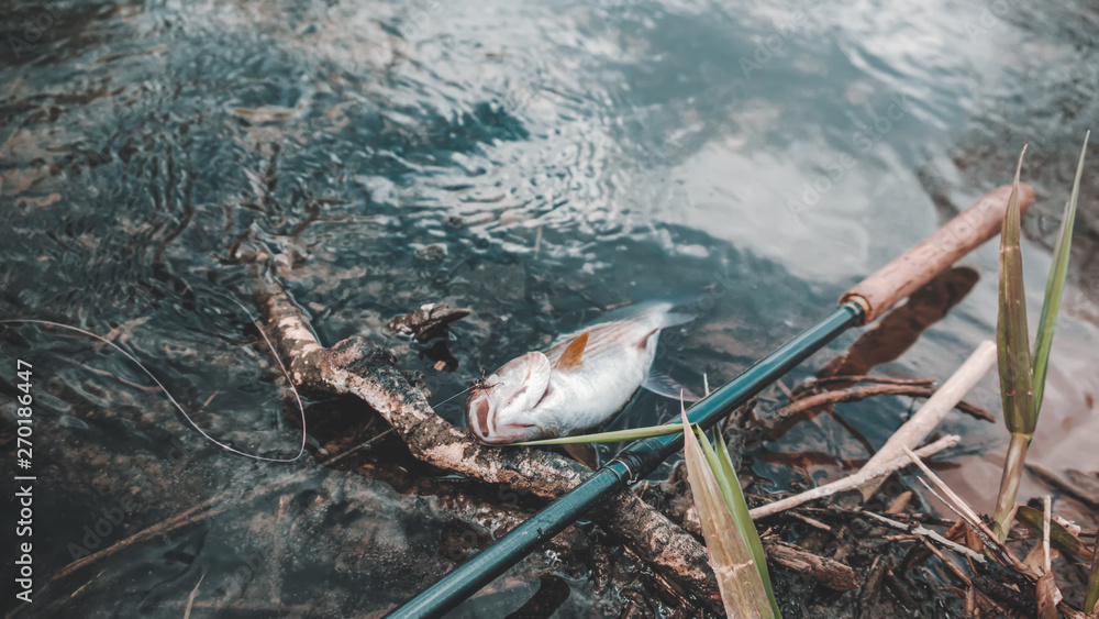 Obraz premium Grayling caught on the fly. Fly fishing