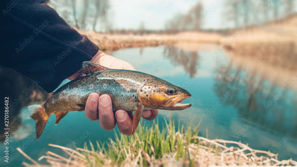 Fototapeta premium Beautiful trout in angler's hand. Fishing.