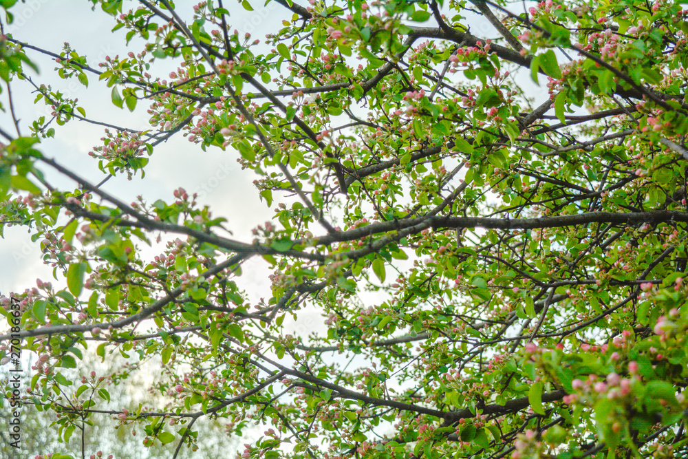 Apple tree branches with pink flowers and buds on the blue sky background Apple tree branches with pink flowers and buds on the blue sky background