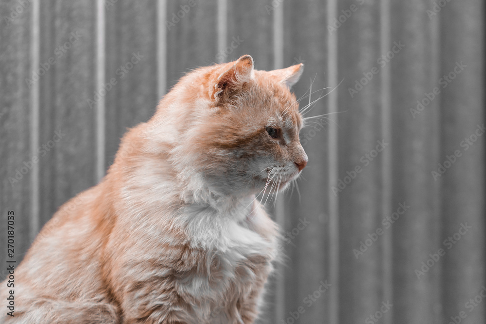 Portrait of a pale yellow cat on a gray background. Close up. Copy space. Portrait of a pale yellow cat on a gray background. Close up. Copy space.