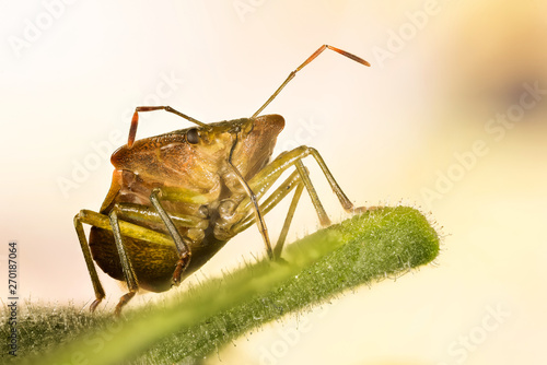 Green Shield Bug, Green Shieldbug, Palomena prasina © Maciej Olszewski