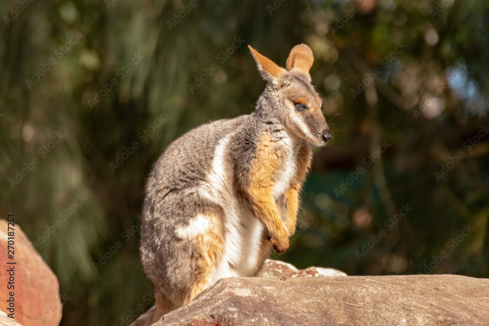 Fototapeta premium Wallaby