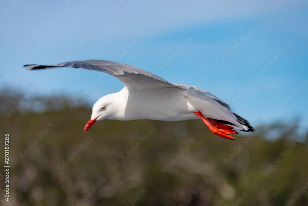Obraz premium seagull in flight