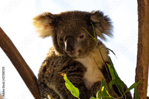 Photography koala in tree