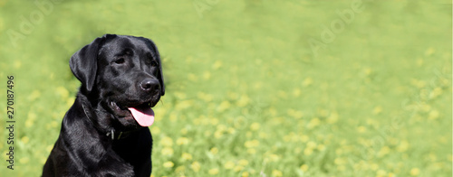Black labrador sits on the grass and waits for a new team from the owner	
