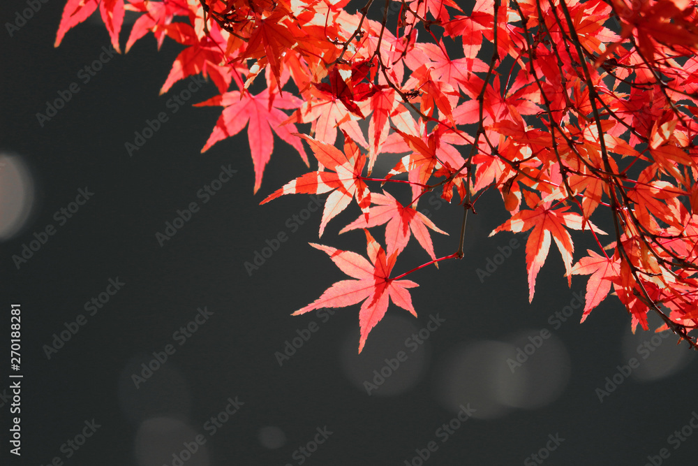 View of reddish Japanese maple leaves and sparkling water View of reddish Japanese maple leaves and sparkling water