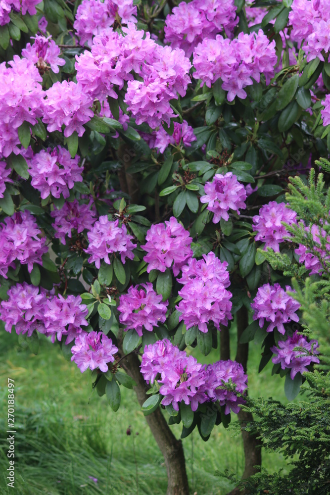 Gartenblüten Gartenblüten