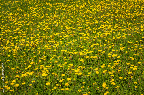 Spring meadow full of dandelions