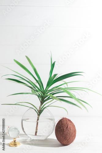 A branch of a palm tree in a glass vase with coconut