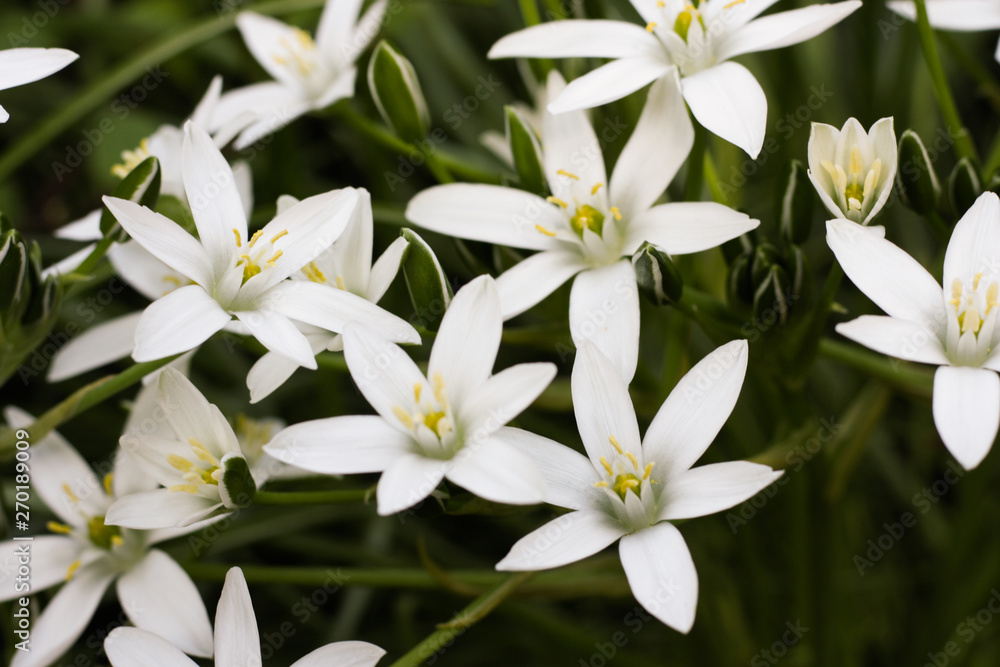 Photophone from small white flowers. Flower of the Great Stitchwort Stellaria holostea . Close-up.