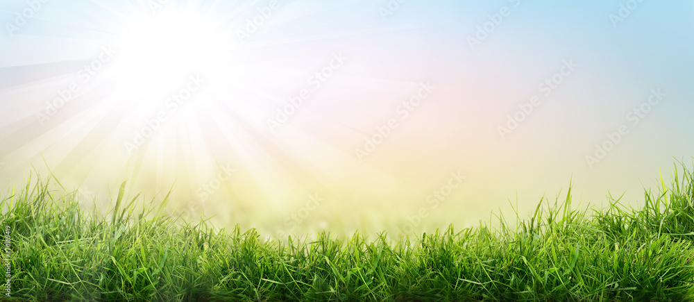 Lush spring green grass background with a sunny summer blue sky over fields and pastures.