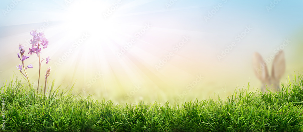 Obraz premium Lush spring green grass background with a sunny summer blue sky over fields and bluebell pastures.