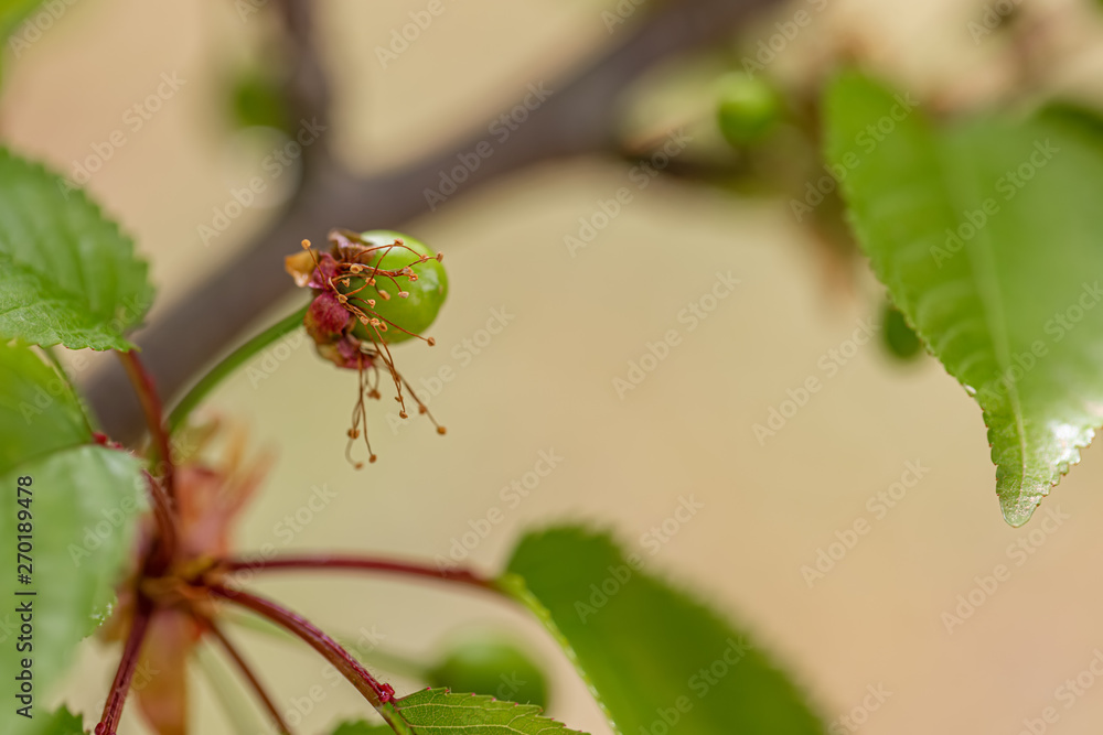Sweet green cherry ripens on a green tree in summertime. Fruit on a branch of sweet cherry in a garden. Shallow depth of field.