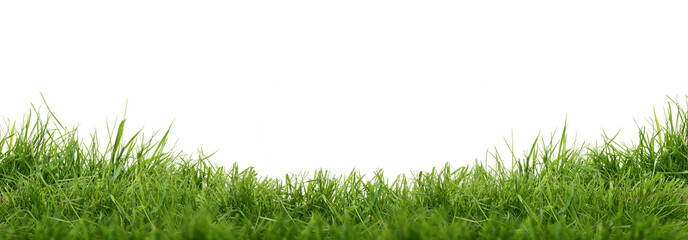 Fresh green grass isolated against a white background