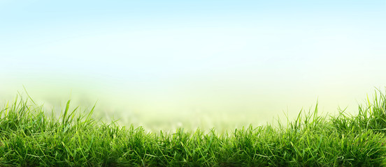 Lush spring green grass background with a summer blue sky over fields and pastures.