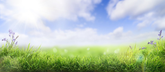 Lush spring green grass background with a sunny summer blue sky over fields and bluebell pastures.