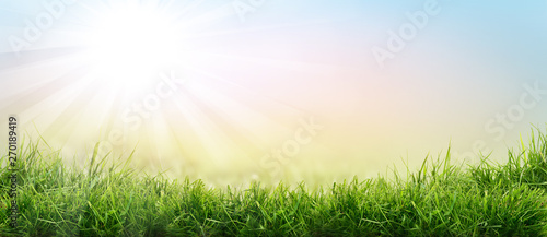 Lush spring green grass background with a sunny summer blue sky over fields and pastures.