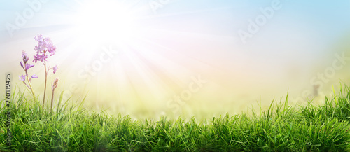 Obraz na płótnie Lush spring green grass background with a sunny summer blue sky over fields and bluebell pastures. w salonie