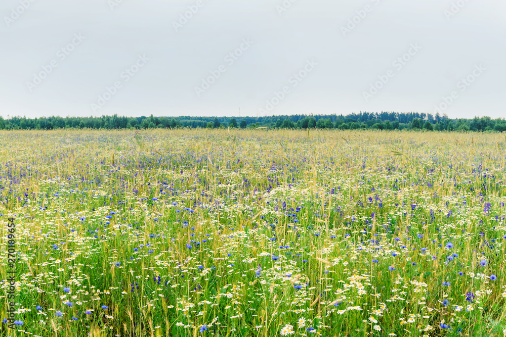 Summer floweRussian field, summer landscape, cornflowers and chamomiles, ears of wheat, gloomy sky with clouds.