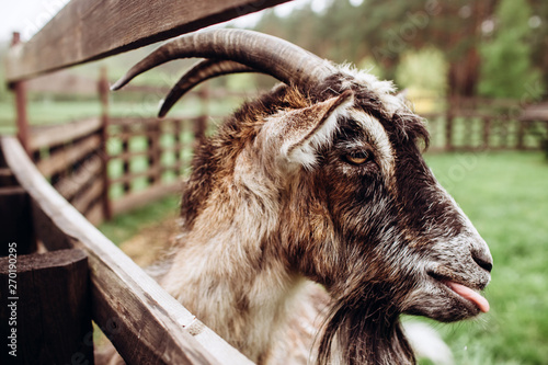 close up portrait face of a goat with a beard and horns on a farm in the village. An old billy (buck) goat with horns. Typical scene in the Ukrainian village, agriculture, livestock.