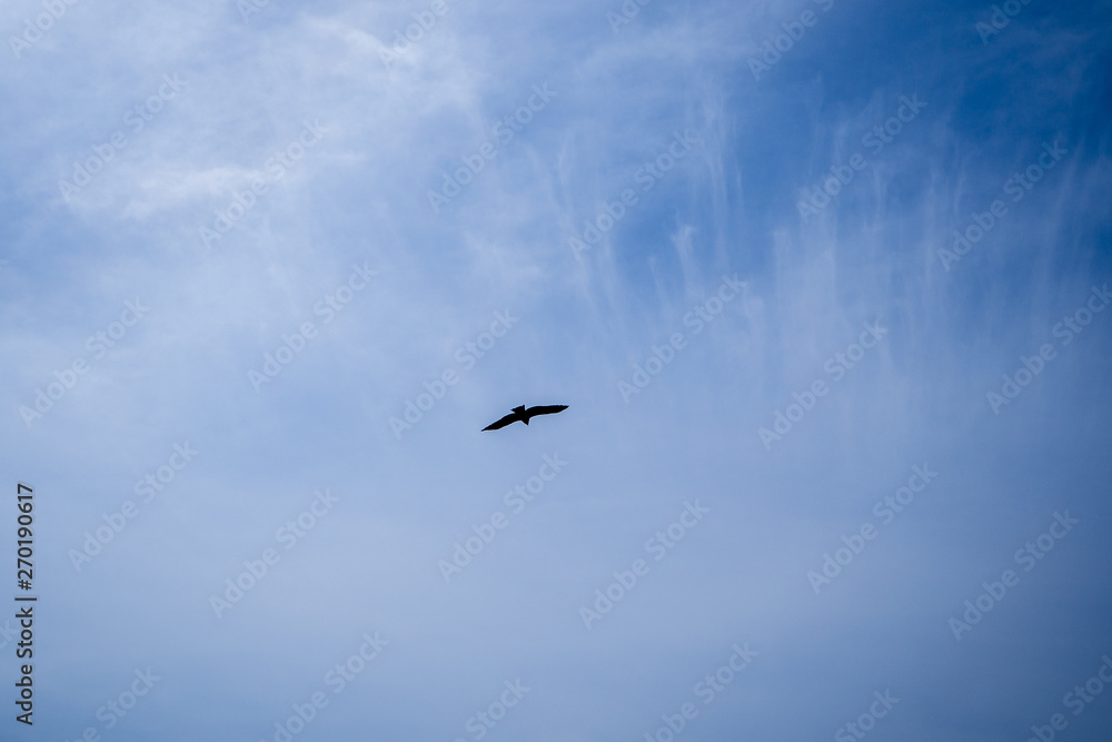 空を飛ぶ鳶