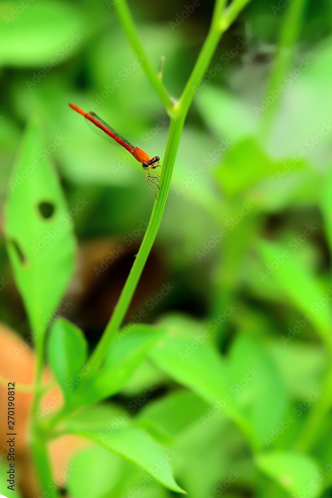 Dragonflies never fly perched on a leaf. Dragonflies never fly perched on a leaf.