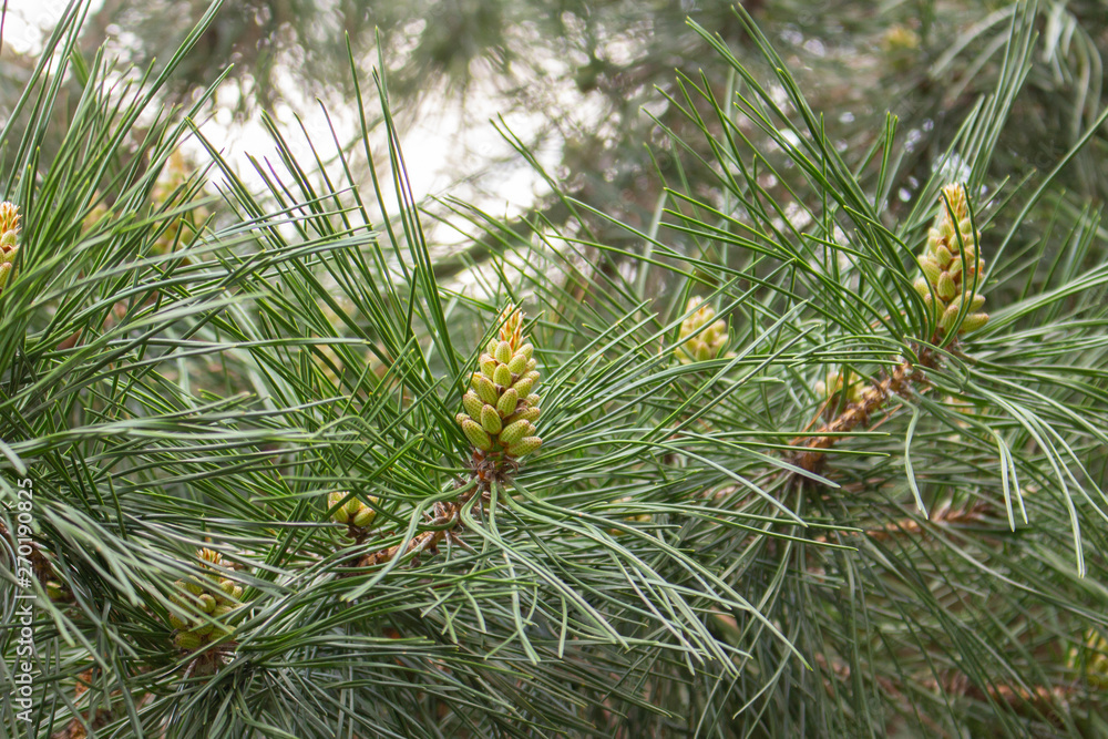 Branches of yellow pine with cones. Conifer, pine needles, buds and cones Branches of yellow pine with cones. Conifer, pine needles, buds and cones