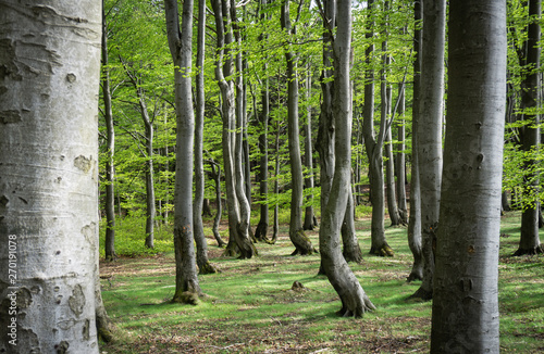 Beech forest photo