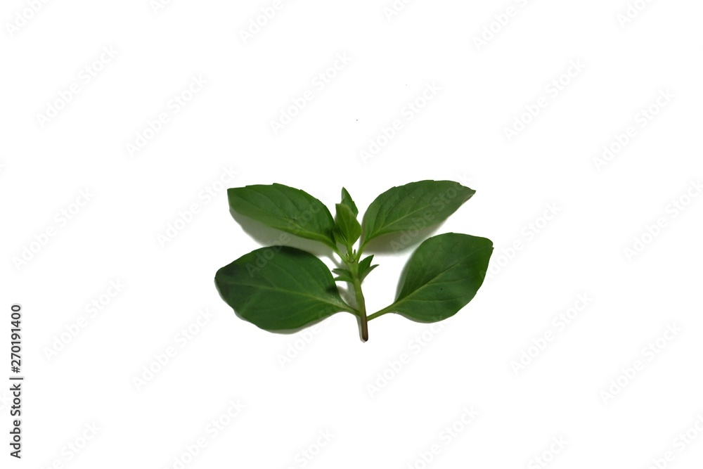 Green Basil Isolated On White Background Green Basil Isolated On White Background
