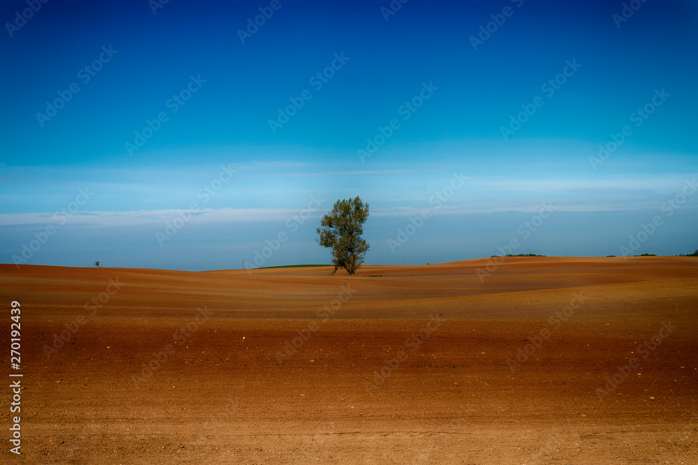 Fototapeta premium Agricultural landscape with a lone tree in a field