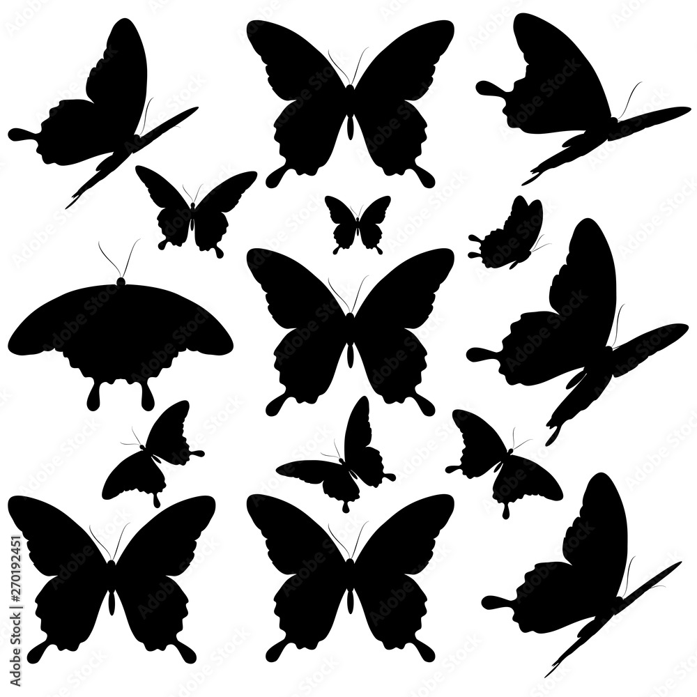 Fototapeta premium butterfly67