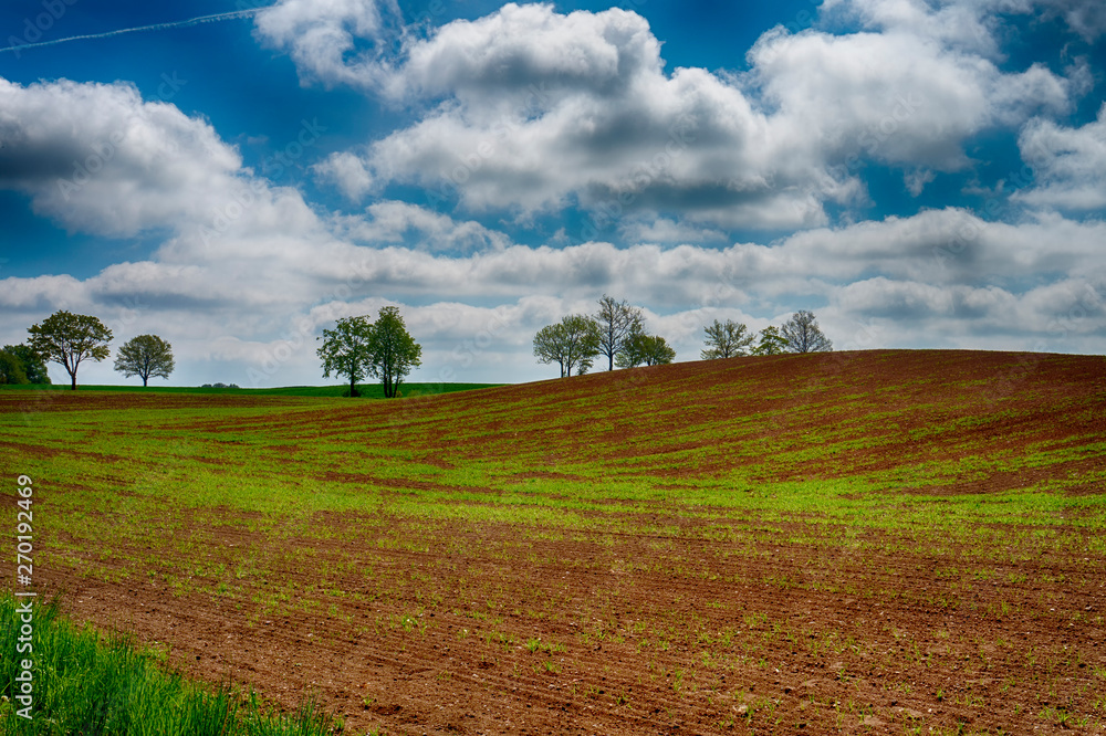 Agricultural landscape with a lone tree in a field