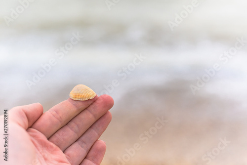 shell on your finger on the background of the sea