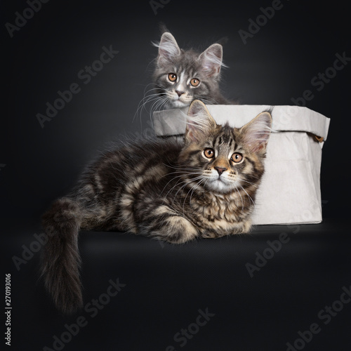 Adorable set of 2 Maine Coon cat kittens, one sitting in a paper bag. The other laying infront of the bag. Looking beside camera with brown eyes. Tail hanging down from edge.
