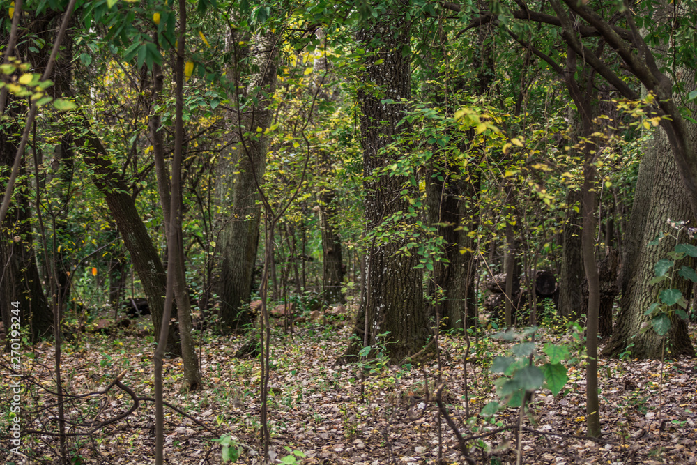 Obraz premium Dark forest scene