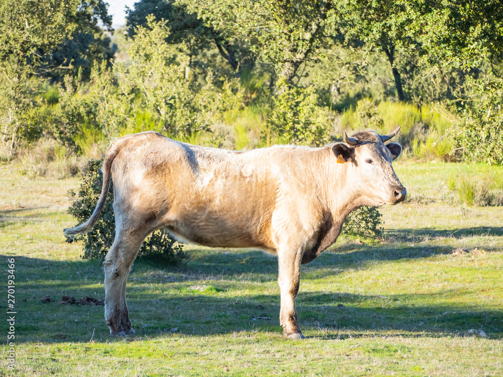 Fototapeta premium A herd of cows with young calves grazing in the dehesa in Salamanca (Spain). Concept of extensive organic livestock