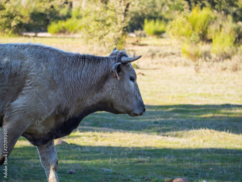 A herd of cows with young calves grazing in the dehesa in Salamanca (Spain). Concept of extensive organic livestock